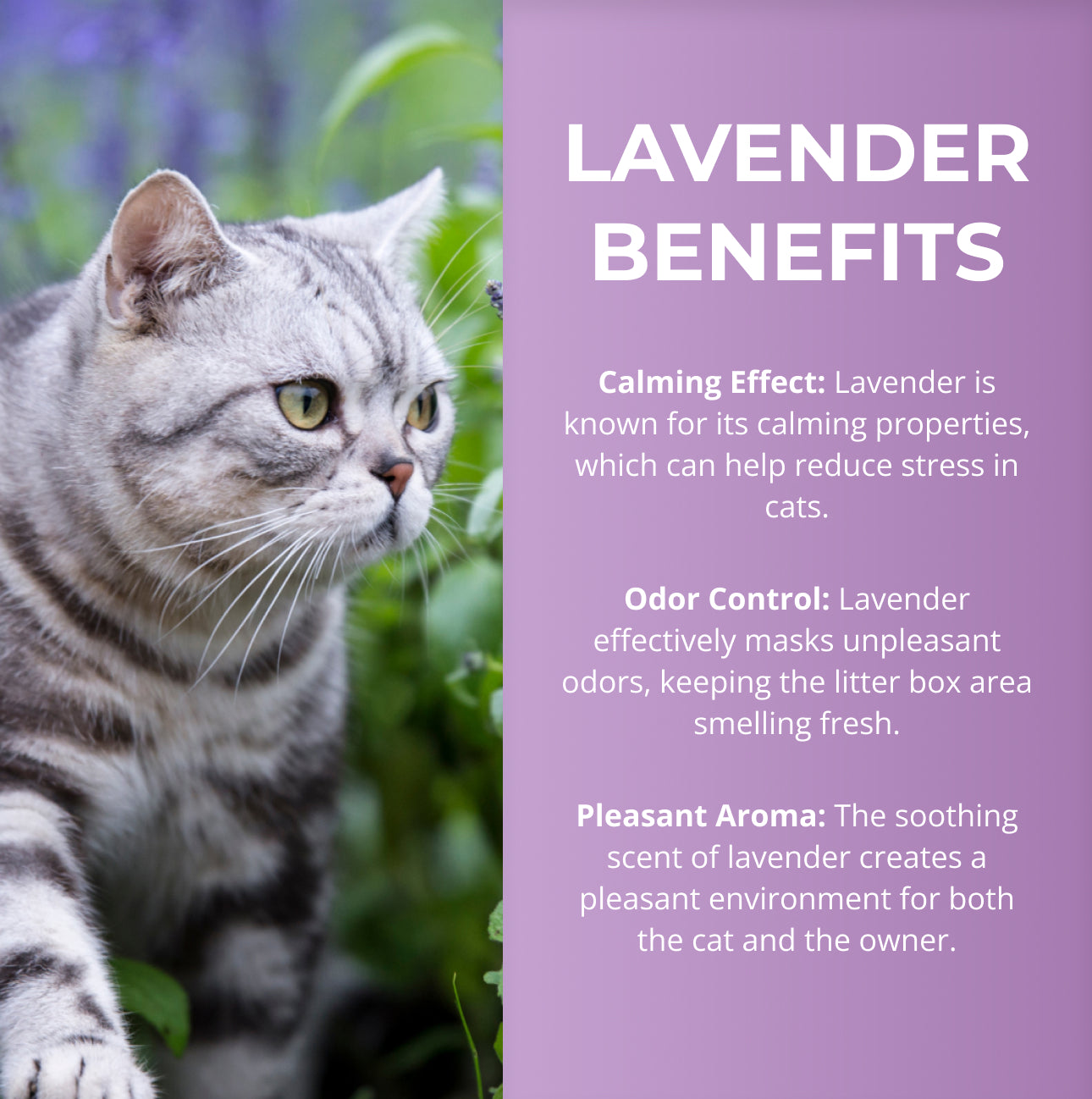Golden Breed - Lavender Scented Cat Litter (8.8 lbs)